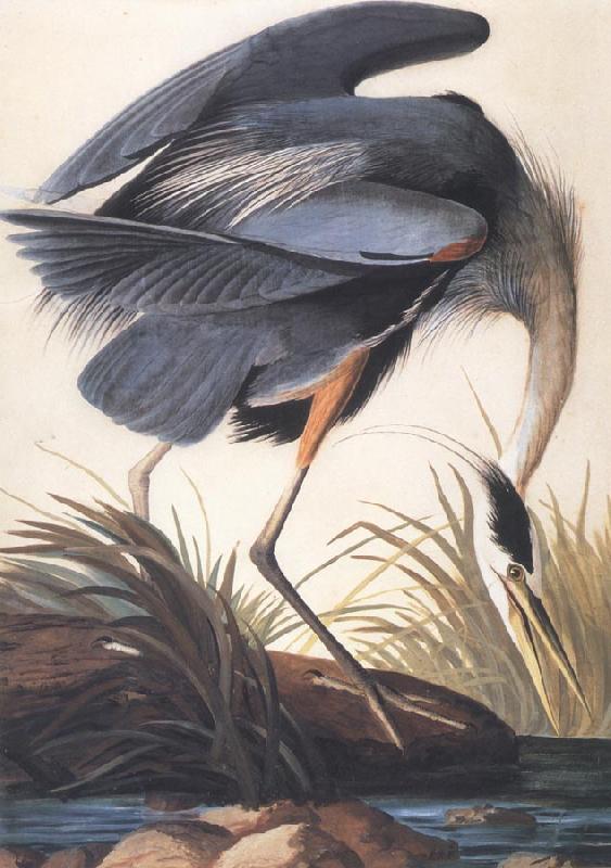 John James Audubon Great Blue Heron Sweden oil painting art